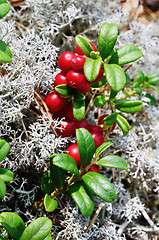 Image showing close-up berry cranberries and moss 