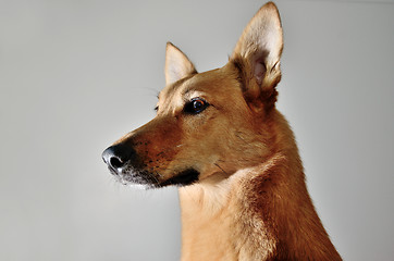 Image showing mutts face on a gray background
