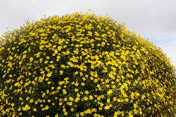 Image showing vertical flowerbed against sky in Helsinki