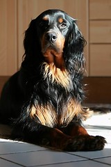 Image showing Gordon Setter