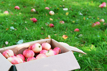 Image showing box with ripe apples on the grass