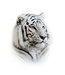 Image showing  White Bengal Tiger Portrait