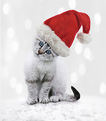 Image showing Young Cat In A Christmas Hat