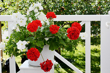 Image showing geranium flowers in white pot