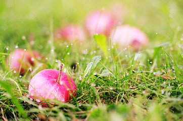 Image showing apple in the grass and dew drops