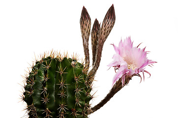 Image showing blooming cactus with unsolved buds