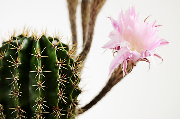 Image showing blooming cactus with unsolved buds