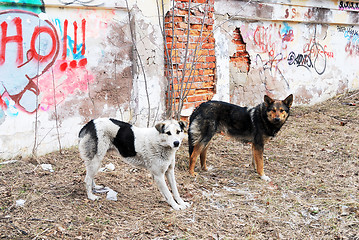 Image showing two stray dogs in the background of  wall with graffiti