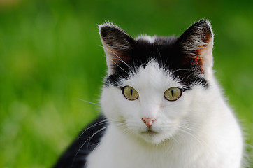 Image showing cat looking forward against green background