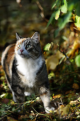 Image showing cat looking up in the forest