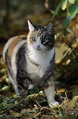 Image showing cat looking forward in the forest