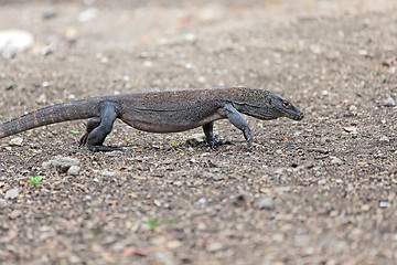 Image showing Komodo Dragon