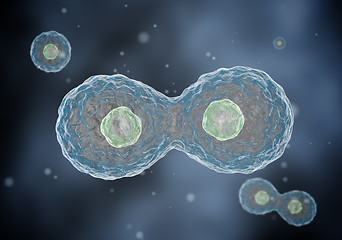 Image showing Two cells divide by osmosis, in the background other cells.