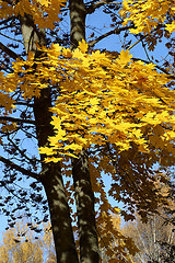 Image showing Beautiful autumn tree