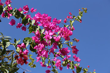 Image showing Blooming bougainvilleas against the blue sky