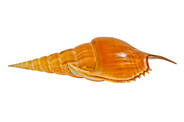 Image showing Sea shell Tibia 