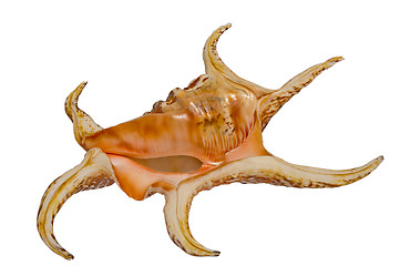 Image showing Sea shell Harpago