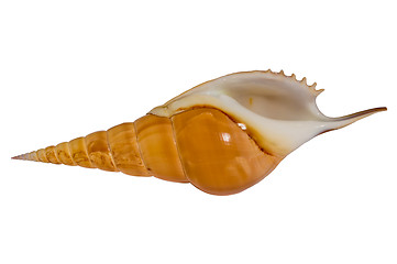 Image showing Sea shell Tibia (bottom view )