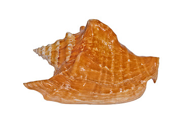 Image showing Sea shell Tricornis