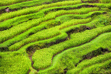 Image showing Rice Terrace