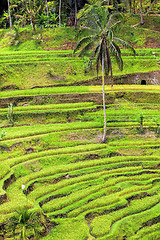 Image showing Rice Terrace