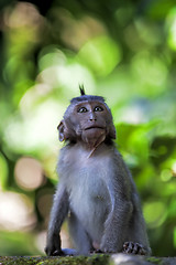 Image showing Long-tailed Macaque Monkey