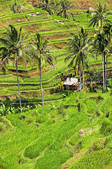 Image showing Rice Terrace