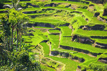 Image showing Rice Terrace