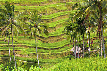 Image showing Rice Terrace