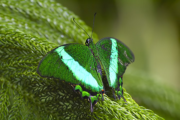 Image showing Green butterfly