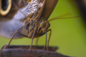 Image showing Butterfly detail