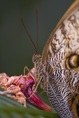 Image showing Butterfly