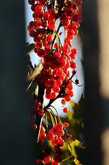 Image showing bunches of red currants