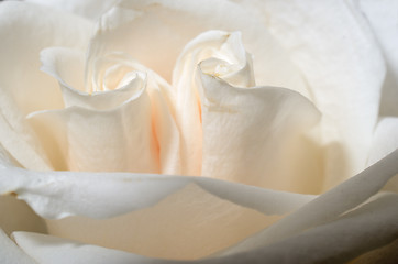 Image showing beautiful tea rose petals close up