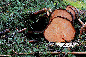 Image showing felled pine tree in the forest