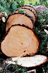 Image showing felled and sawn pine tree in the forest