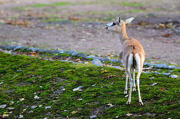 Image showing Persian gazelle in the Helsinki Zoo