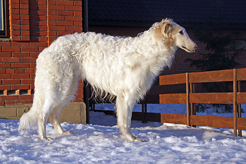 Image showing thoroughbred borzoi dog