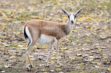 Image showing Persian gazelle in the Helsinki Zoo