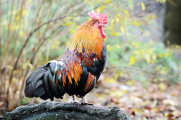 Image showing big light brown cock