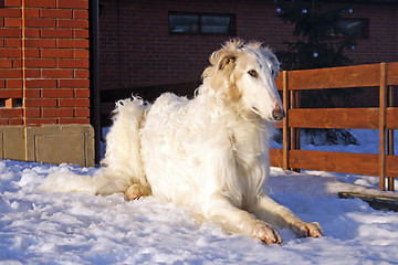 Image showing thoroughbred borzoi dog