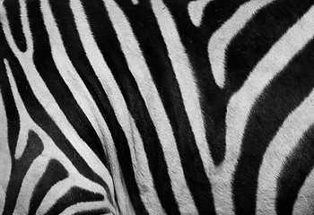 Image showing zebra print