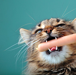 Image showing close-up portrait of a cat with frankfurter sausage in its mouth