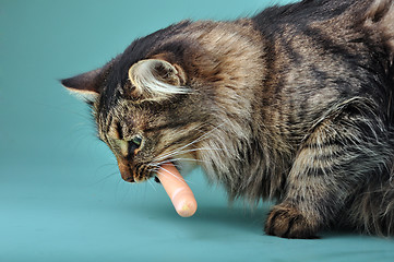 Image showing adult cat eats a franfurter sausage