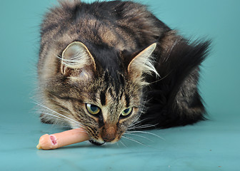 Image showing adult cat eats a franfurter sausage