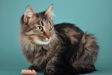 Image showing adult cat eats a franfurter sausage