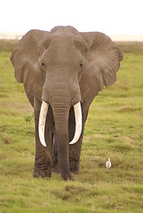 Image showing Elefant