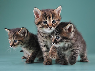 Image showing group of cute little kittens