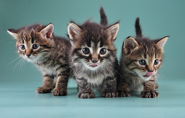 Image showing group of three little kittens together