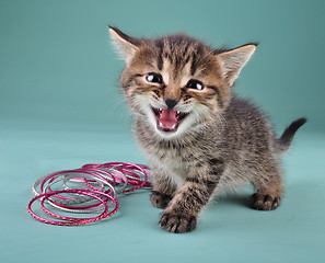 Image showing studio portrait of little kitten with Indian bracelets